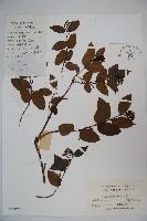 藏品(裡白忍冬、紅腺忍冬)的圖片