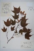 藏品(鈍角三峽槭)的圖片