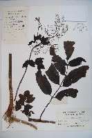 藏品(接骨木，木蒴藋)的圖片