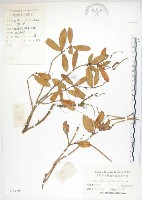 藏品(石吊蘭、吊石苣苔)的圖片