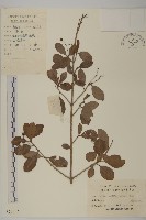 藏品(扶芳藤)的圖片