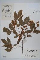 藏品(建始槭)的圖片