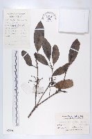 藏品(俄氏虎皮楠、蘭嶼虎皮楠、虎皮楠)的圖片