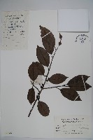 藏品(細果鐵冬青)的圖片