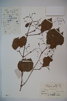 藏品(莢迷)的圖片