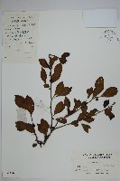 藏品(鼠李冬青、滿樹星)的圖片