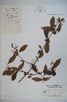 藏品(狹葉莢迷)的圖片