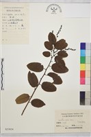 藏品(大葉勾兒茶)的圖片