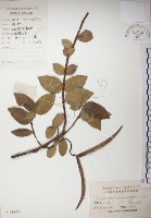 藏品(絡石)的圖片