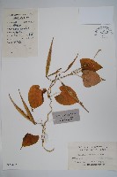 藏品(華蘿藦、奶漿藤)的圖片