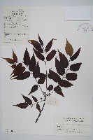 藏品(南酸棗)的圖片