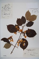 藏品(球花莢迷)的圖片