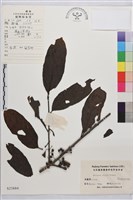 藏品(凍綠)的圖片