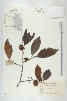 藏品(浙江柿)的圖片