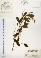 藏品(灰木)的圖片