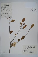 藏品(茶果冬青)的圖片