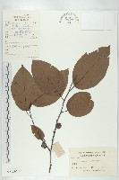 藏品(山紅柿)的圖片