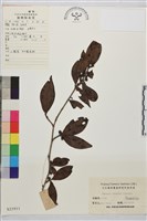 藏品(山鼠李)的圖片