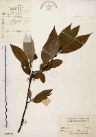 藏品(山胡椒)的圖片