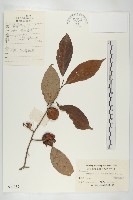 藏品(油柿)的圖片