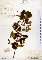 藏品(灰木)的圖片