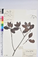 藏品(鹿角杜鵑、西施花、青紫木)的圖片