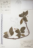 藏品(絡石)的圖片