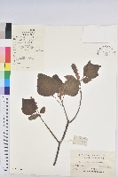 藏品(野桐)的圖片