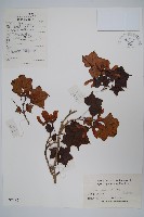 藏品(細葉槭)的圖片