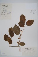 藏品(對萼獼猴桃)的圖片