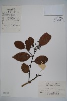 藏品(鐵冬青)的圖片