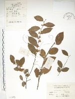 藏品(紅雞油、榔榆)的圖片