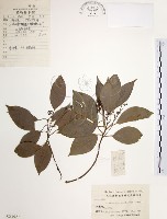 藏品(樟樹)的圖片