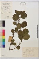 藏品(鈍齒鼠李)的圖片