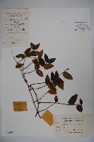 藏品(忍冬、金銀花)的圖片