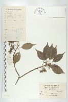 藏品(薯豆)的圖片