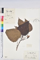 藏品(千年桐)的圖片