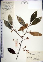 藏品(紅皮、葉下白、赤仔尾)的圖片