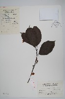 藏品(京梨獼猴桃)的圖片