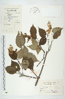 藏品(四照花、山荔枝)的圖片