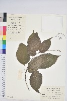 藏品(扛香藤)的圖片