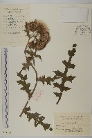 藏品(小薊)的圖片