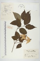藏品(四照花、山荔枝)的圖片