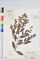 藏品(青灰葉下珠)的圖片