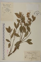 藏品(扶芳藤)的圖片