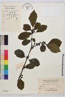 藏品(鈍齒鼠李)的圖片