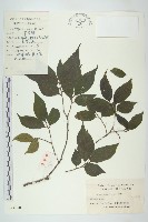 藏品(梜木)的圖片