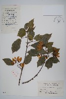 藏品(三角楓)的圖片