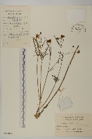 藏品(金雞菊)的圖片