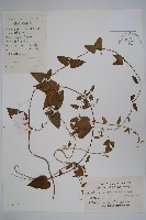 藏品(鷗蔓)的圖片